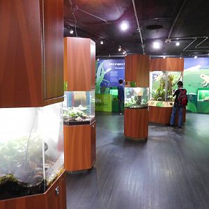 Fabulous Frogs of Panama