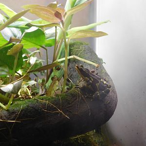 Pirre harlequin frog (Atelopus glyphus)