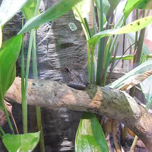 Fitzinger's robber frog (Craugastor fitzingeri)