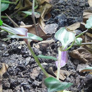 Tungara frog (Physalaemus pustulosus)