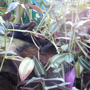 Limosa harlequin frog (Atelopus limosus)