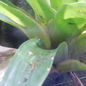 Granular glass frog (Cochranella granulosa)