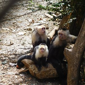 White-faced capuchin monkeys