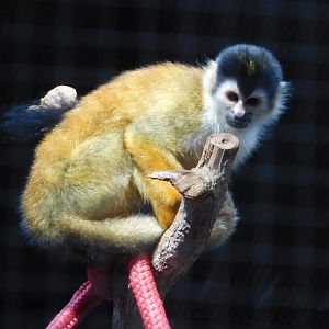 Central American squirrel monkey