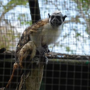 Rufous-naped tamarin