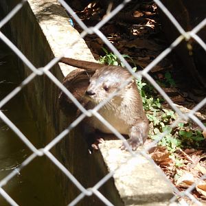 Neotropical river otter