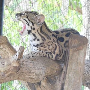 Margay