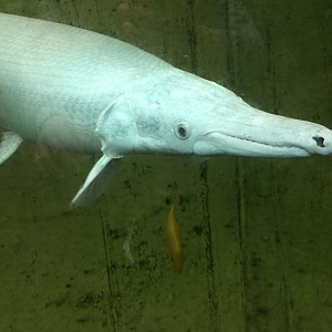''Platinum'' gar - Lepisosteus spatula