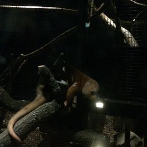 Short-tailed spotted cuscus - Spilocuscus maculatus