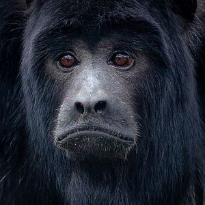 Black howler : Hamerton : 28 Apr 2019