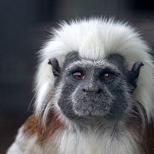 Cotton-top tamarin : Hamerton : 28 Apr 2019