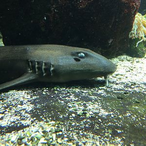 Arabian carpetshark - 	Chiloscyllium arabicum