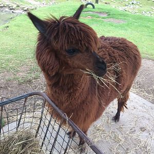 Alpaca - 	Vicugna vicugna f. pacos