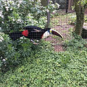 White-throated toucan - Ramphastos tucanus