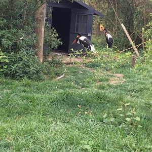 Saddle billed storks -Ephippiorhynchus senegalensis