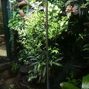 Dart frog terrarium