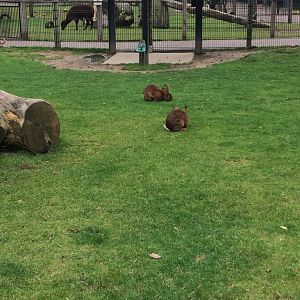 Belgium hares - Oryctolagus cuniculus f. domestica