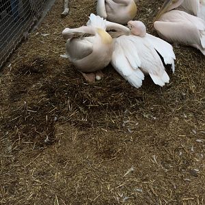 Great white pelican with egg - 	Pelecanus onocrotalus