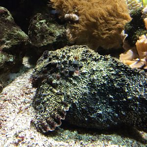 Common stonefish - Synanceia verrucosa