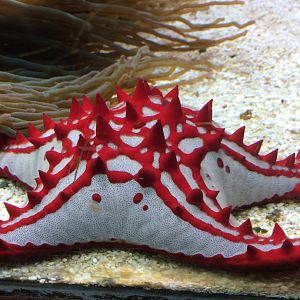 Red knob sea star - Protoreaster linckii