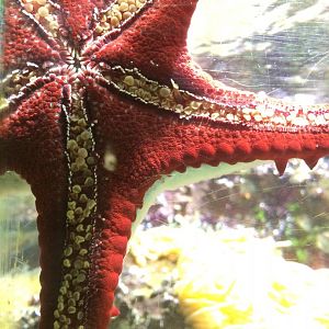 Red knob sea star - Protoreaster linckii