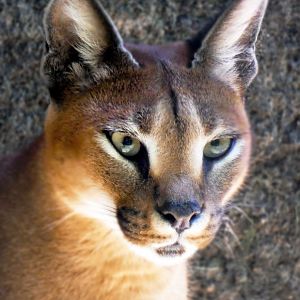 Apr. 2019 - Cat Country - Caracal