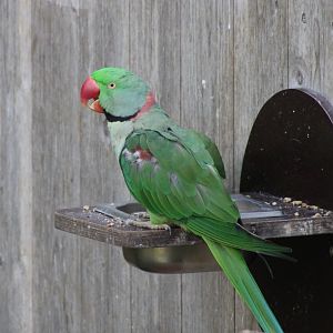 Alexandrine parakeet
