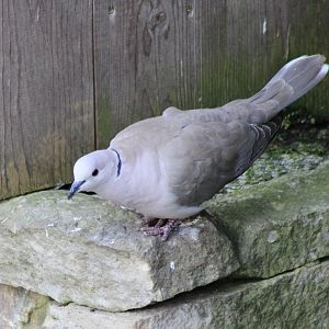 Eurasian collared dove