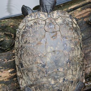 Red-eared slider