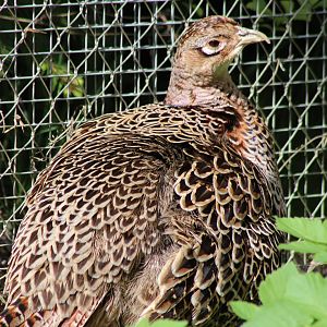 Common pheasant - female