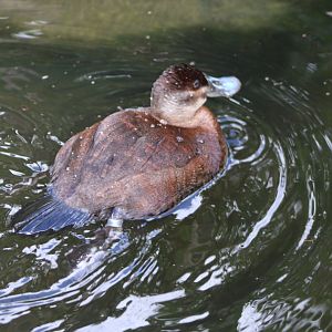 Ruddy duck - female