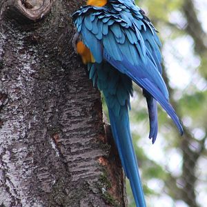 Blue-and-gold macaw
