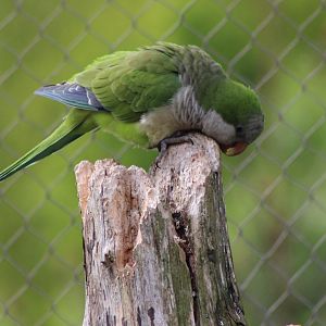 Monk parakeet