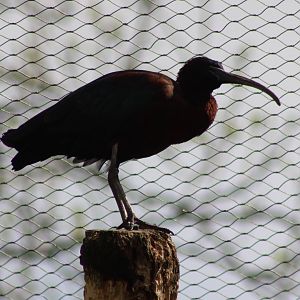 Glossy ibis