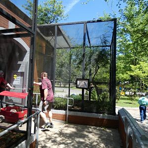 Apr. 2019 - Tropical Bird House - Red-billed Blue Magpie Exhibit