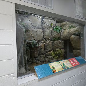 Apr. 2019 - Tropical Bird House - Goldie's Lorikeet + Blue-crowned Hanging Parrot Exhibit