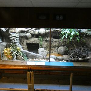 Apr. 2019 - Tropical Bird House - Jambu Fruit Dove Exhibit