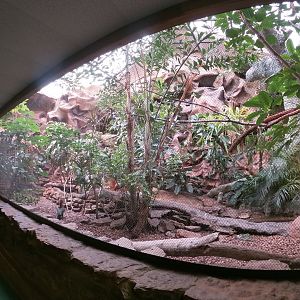 Apr. 2019 - Tropical Bird House - Yellow-casqued Hornbill + Cattle Egret + Helmeted Guineafowl Exhibit