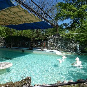 Apr. 2019 - 1930's American White Pelican Pool (Former Sea Lion Exhibit)