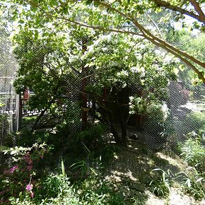 Apr. 2019 - China - Golden Pheasant + White-crested Laughing Thrush Exhibit