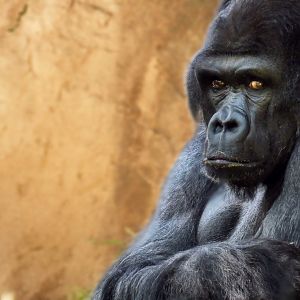 Apr. 2019 - Primate Canyon - Mwelu