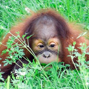 Apr. 2019 - Primate Canyon - Rowan