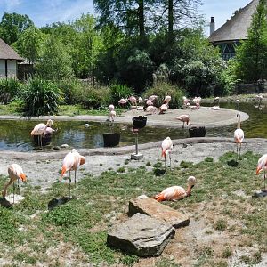 Apr. 2019 - Zambezi River Hippo Camp - Lesser Flamingo + Chilean Flamingo Exhibit Panorama