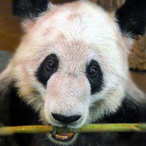 Apr. 2019 - China - Yaya