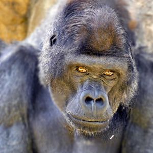 Apr. 2019 - Primate Canyon - Mwelu