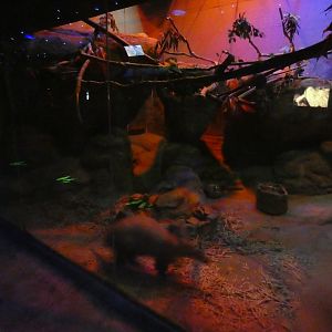 Apr. 2019 - Animals of the Night - Aardvark + Greater Bushbaby Exhibit