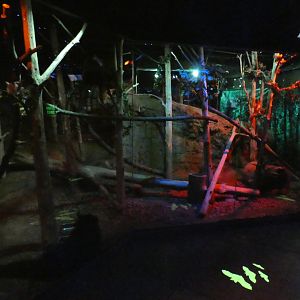 Apr. 2019 - Animals of the Night - Bearcat Exhibit