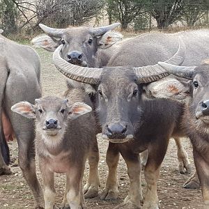 Water Buffalo - very adorable calf!