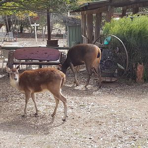 free ranging Rusa and Sambar deer