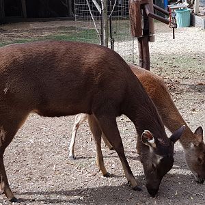 Sambar and Rusa deer size comparison